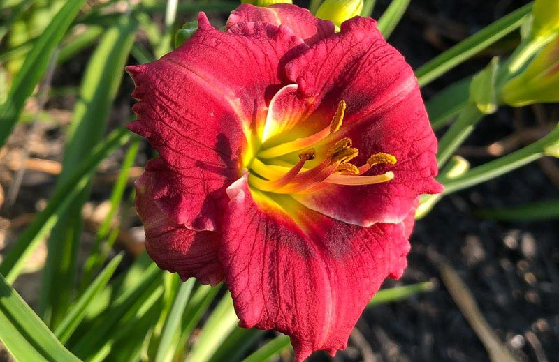 Hemerocallis Siloam Grace Stamile Daylily 