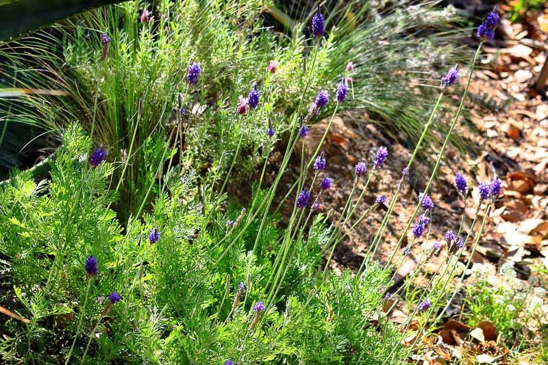 Lavandula pinnata (Fern Leaf Lavender)