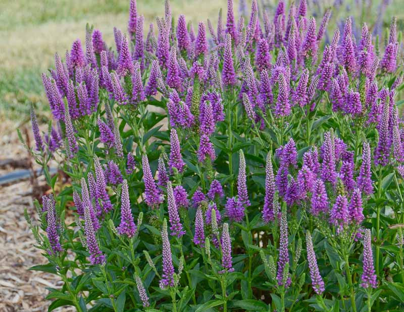 Very Van Gogh Veronica