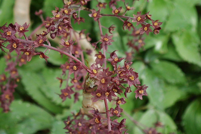 Xanthorhiza simplicissima (Yellow Root)