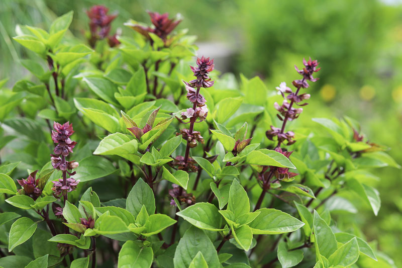 Ocimum basilicum var. thyrsiflora (Thai Basil)