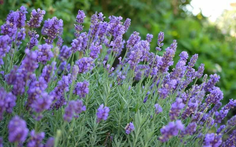 Lavandula x intermedia 'Phenomenal' (Lavender)