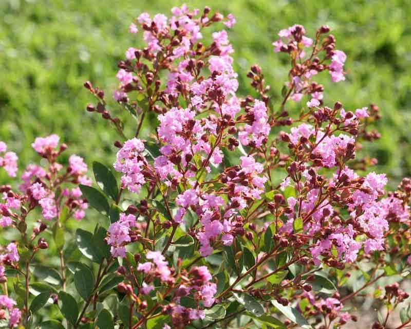 Лагерстрёмия индийская "Infinitini® Orchid"