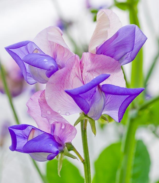 Lathyrus Odoratus X Belinensis Erewhon Sweet Pea