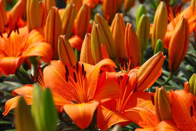 Dwarf Asiatic Hybrid Lilies Pixie Series