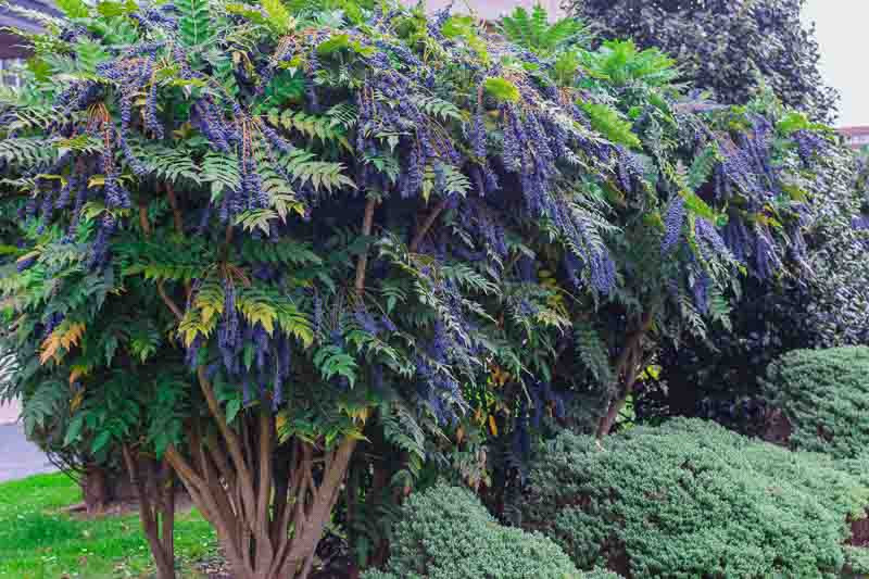 Image of Mahonia x media purple evergreen shrub
