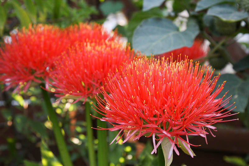 Scadoxus multiflorus (African Blood Lily)