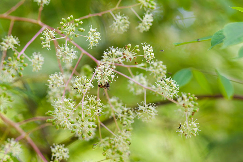 Aralia spinosa (Devil's Walking Stick)