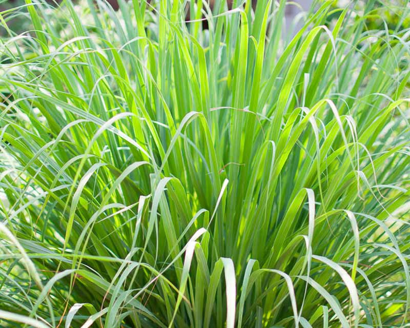 is citronella grass safe for dogs