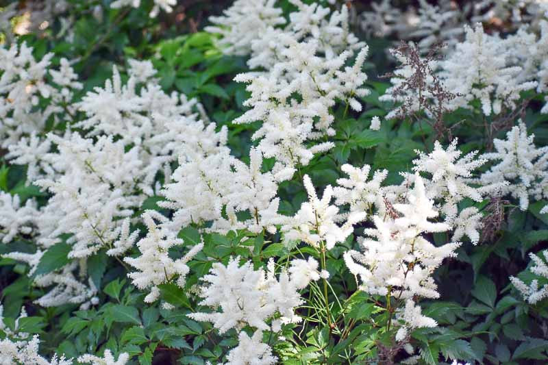 Astilbe 'Bridal Veil' (Arendsii Hybrid)