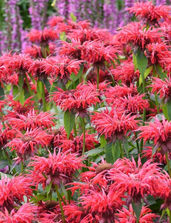 Monarda Gardenview Scarlet Bee Balm