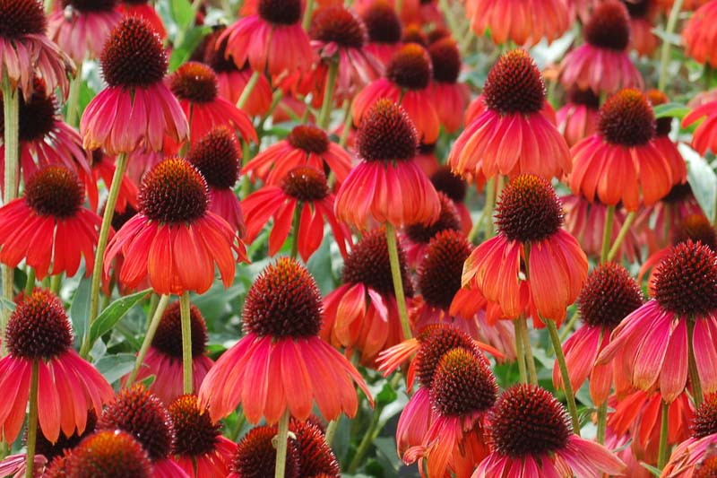 Echinacea ‘Firebird’ (Coneflower)