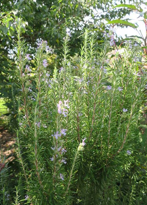 Rosmarinus officinalis 'Barbecue' (Rosemary)