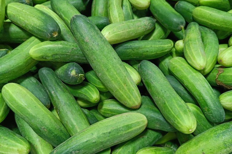 Cucumis sativus (Cucumber)