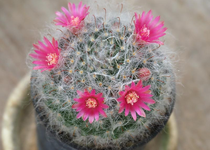 Mammillaria bocasana (Powder Puff Cactus)
