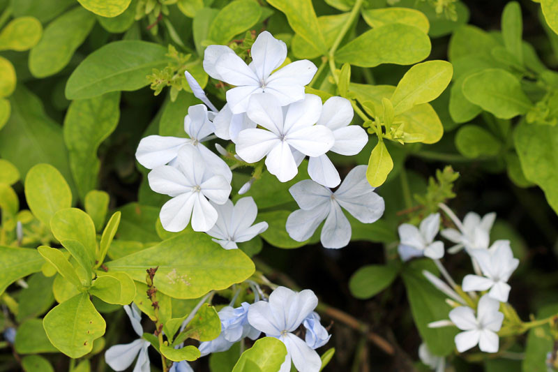 Plumbago auriculata f. alba (White Cape Leadwort)