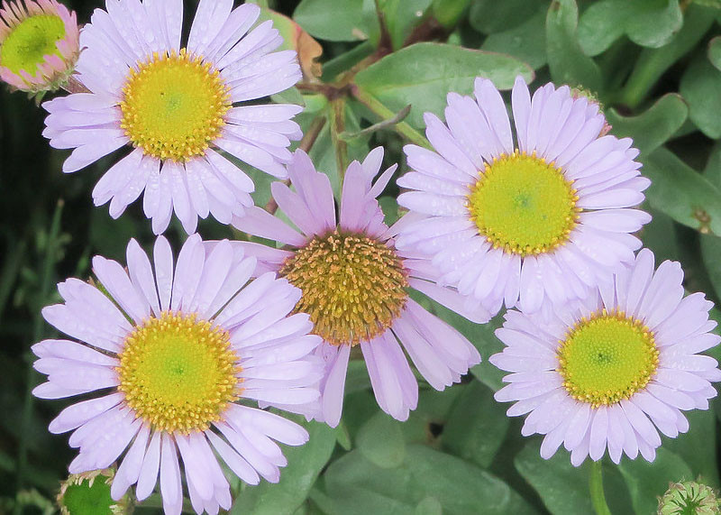 Erigeron glaucus 'Wayne Roderick' (Seaside Daisy)