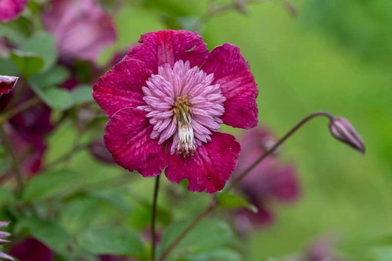 Clematis Avant-Garde (Viticella Group)