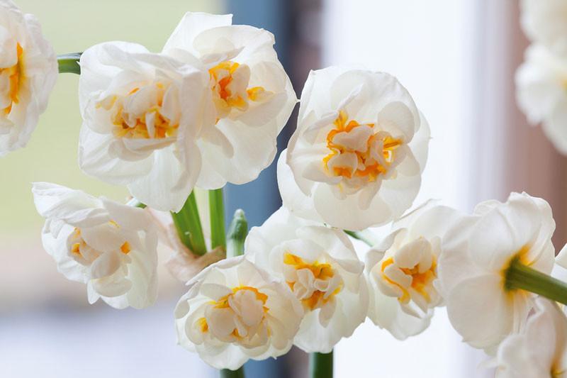 faire un joli printemps affichage. Daffodil BRIDAL CROWN x 10 ampoules