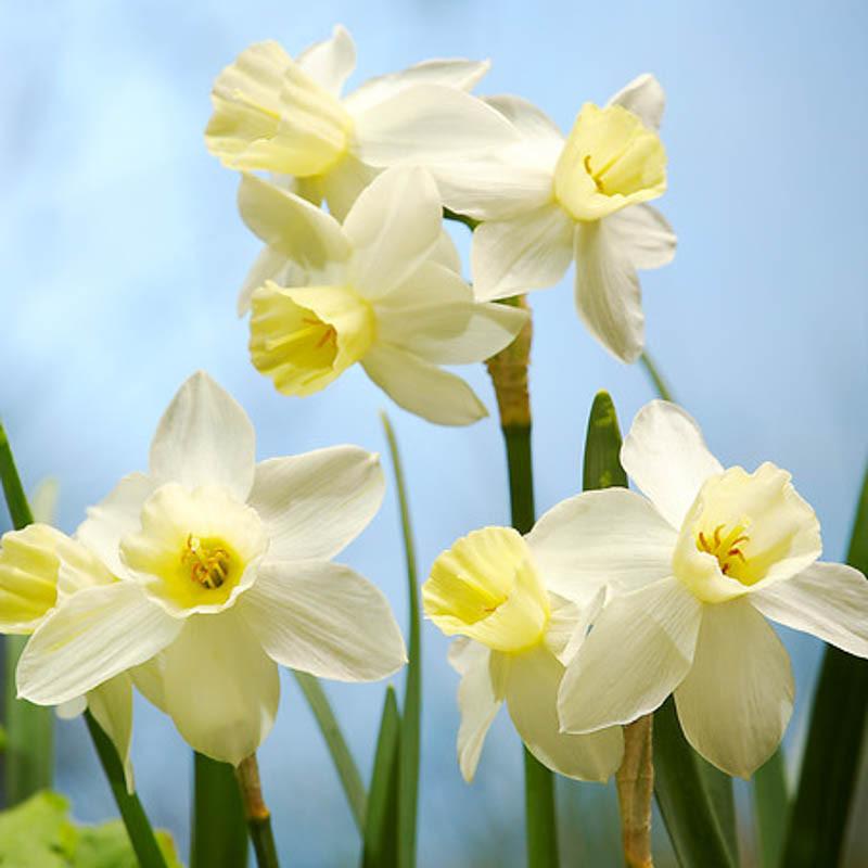 Narcissus 'Sailboat' (Jonquil Daffodil)