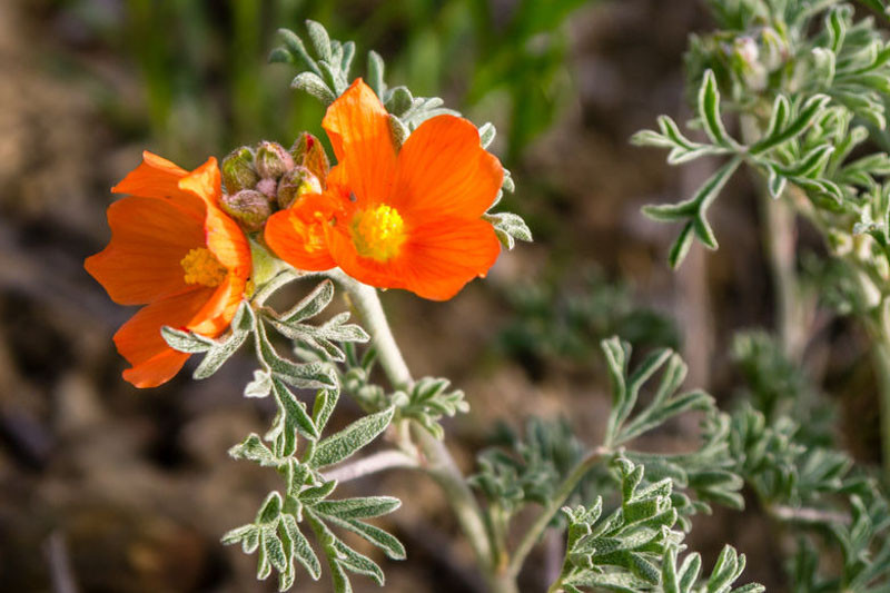 Sphaeralcea coccinea (Scarlet Globemallow)