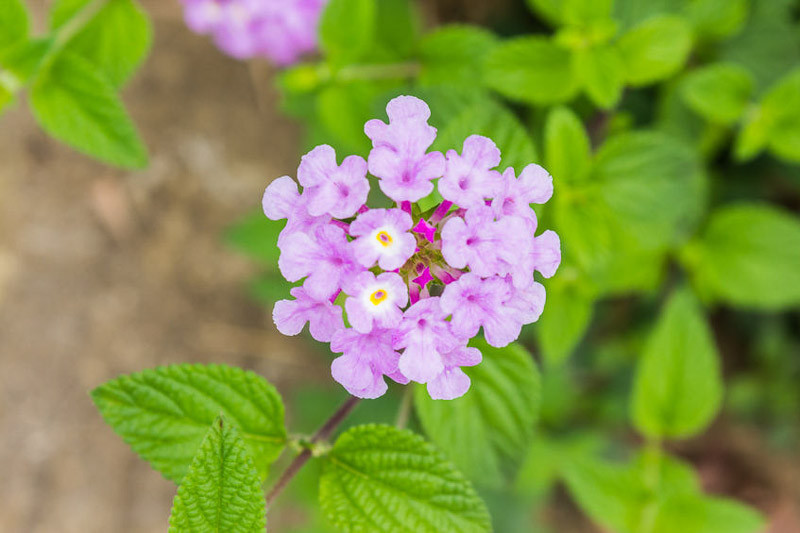 Lantana montevidensis (Trailing Lantana)