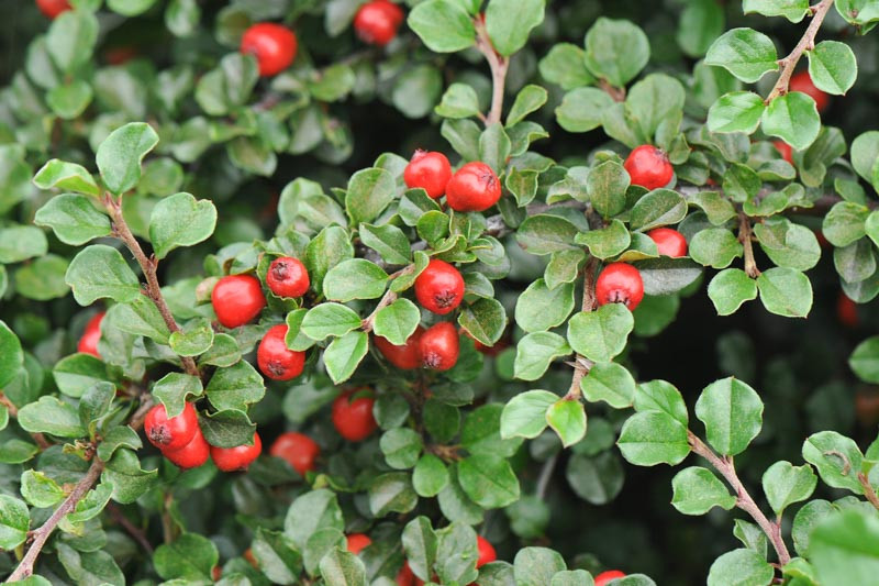 Cotoneaster apiculatus (Cranberry Cotoneaster)