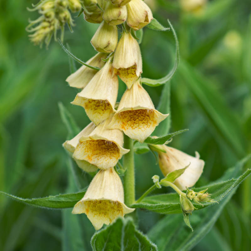 Digitalis grandiflora (Yellow Foxglove)