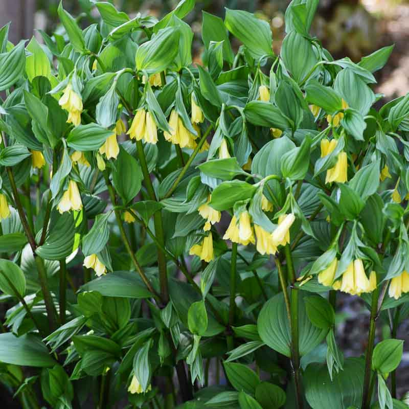 Disporum flavens (Yellow Fairy Bells)