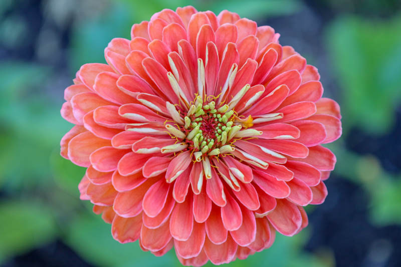 Zinnia elegans 'Salmon Queen'