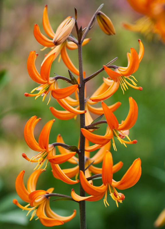 Lilium 'Orange Marmalade' (Martagon Lily)