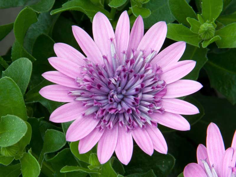 Osteospermum '4D Pink' (African Daisy)