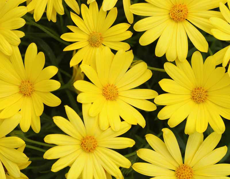 Osteospermum 'Voltage Yellow' (African Daisy)