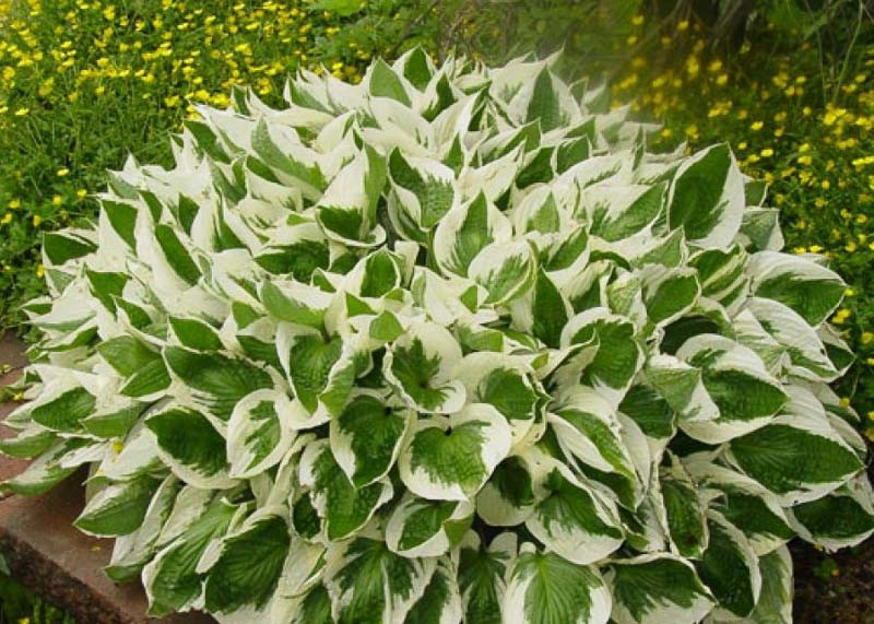 Hosta 'Brim Cup' (Plantain Lily)