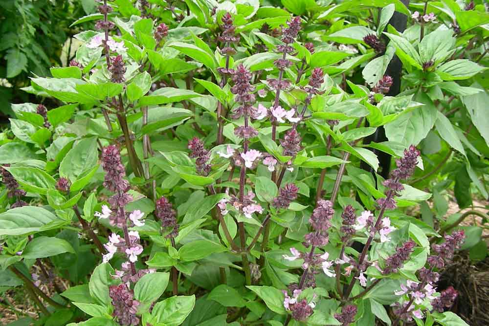 Ocimum basilicum var. thyrsiflora (Thai Basil)