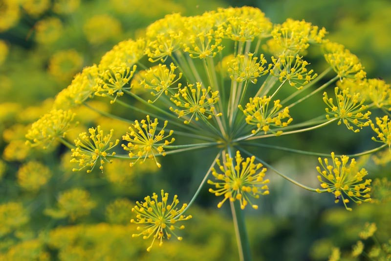 Anethum graveolens (Dill)