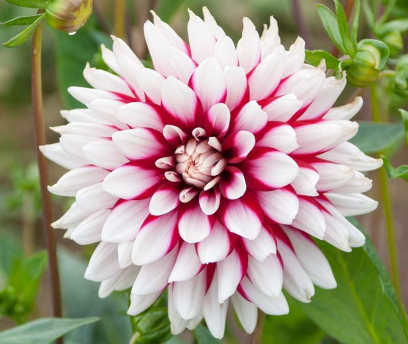 Dahlia, Decorative Dahlias, Bicolor Dahlias, Red Dahlias, Dahlia Tubers, Da...