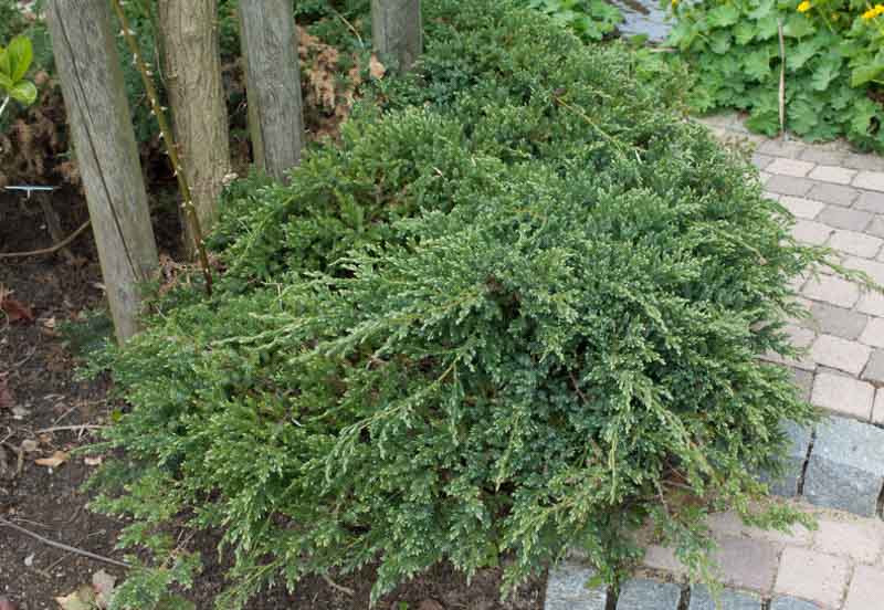 Juniperus squamata 'Blue Carpet' (Flaky Juniper)