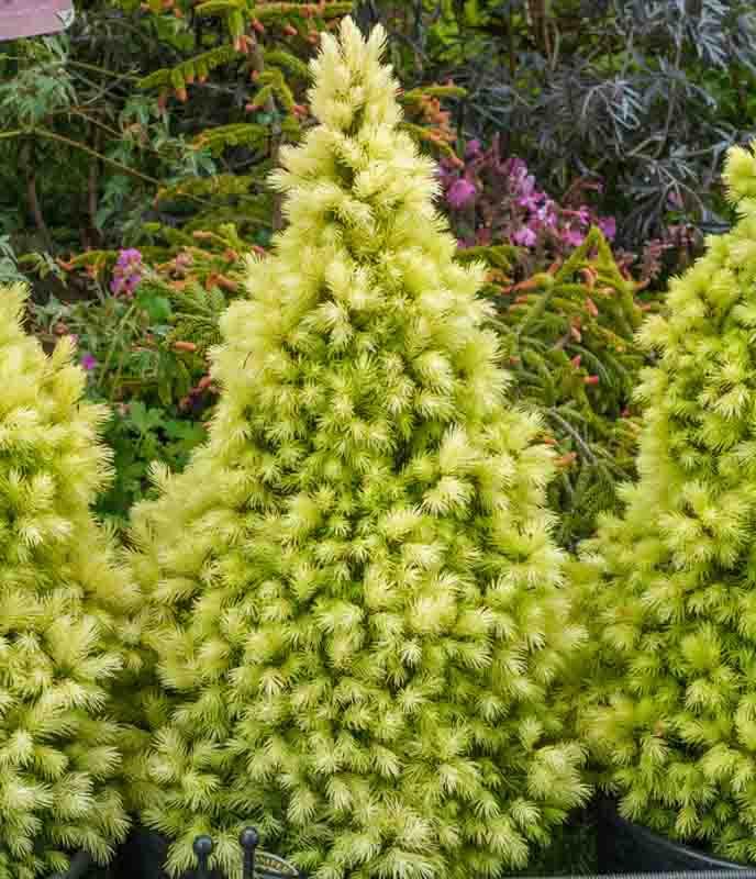 9cm Pots Picea glauca Daisys White Compact Evergreen Conifer Garden Plant