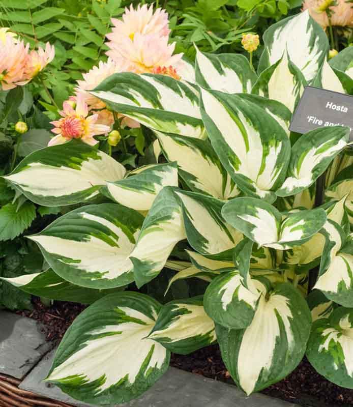 Hosta Fire And Ice Plantain Lily