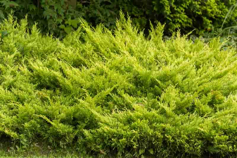 Juniperus horizontalis 'Limeglow' (Creeping Juniper)