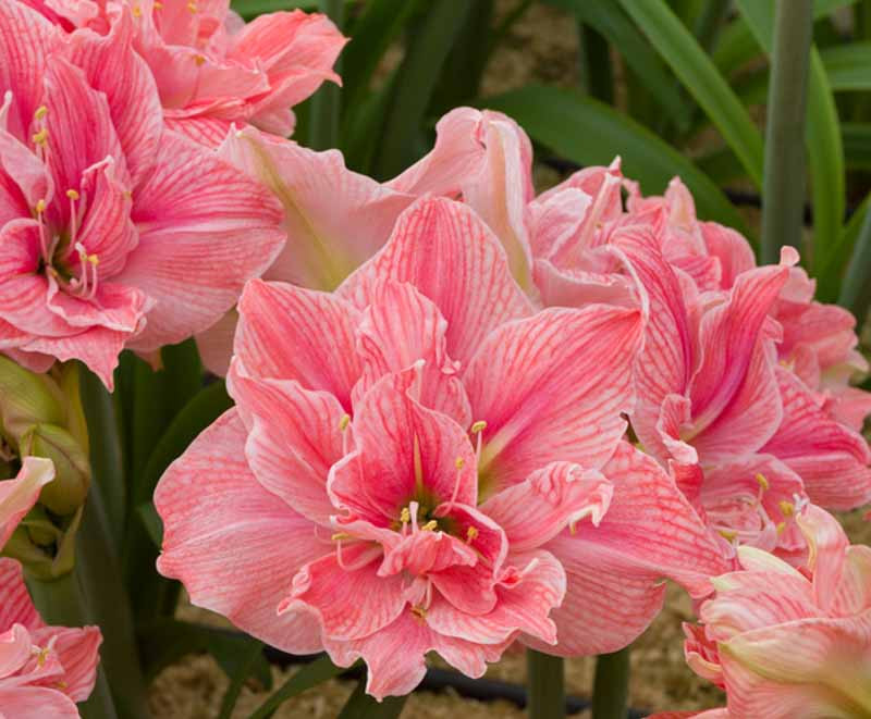Please Check our.Store other items Details about   Nymph Double Amaryllis Bulb Pretty Flowers 