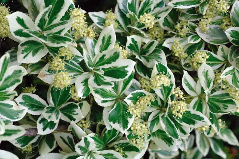 Image of Euonymus Emerald Gaiety with rose