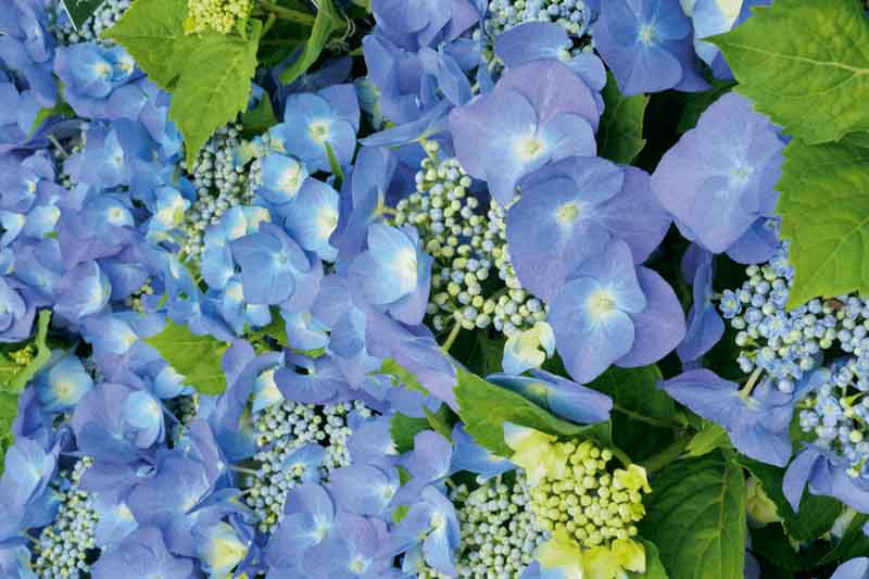 Image of Hydrangea Blaumeise in full bloom