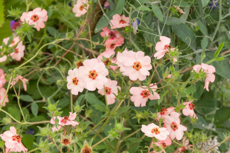 Potentilla X Hopwoodiana Pink Cinquefoil 