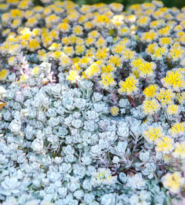 Sedum spathulifolium 'Cape Blanco' (Broadleaf Stonecrop)