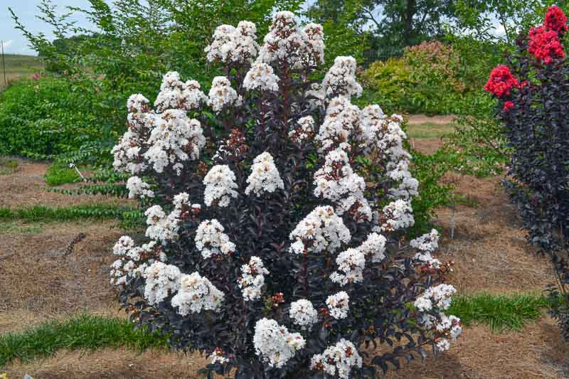 Lagerstroemia Moonlight Magic™ (Crape Myrtle)