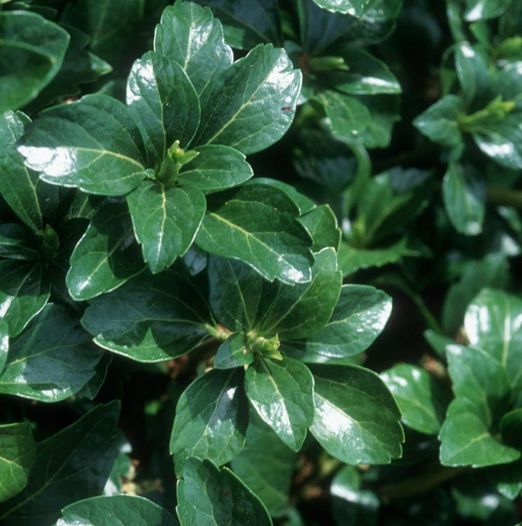 Pachysandra terminalis 'Green Sheen' (Japanese Spurge)