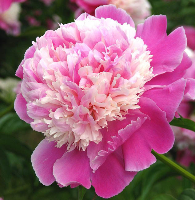 Paeonia lactiflora ‘Cora Stubbs’ (Peony)