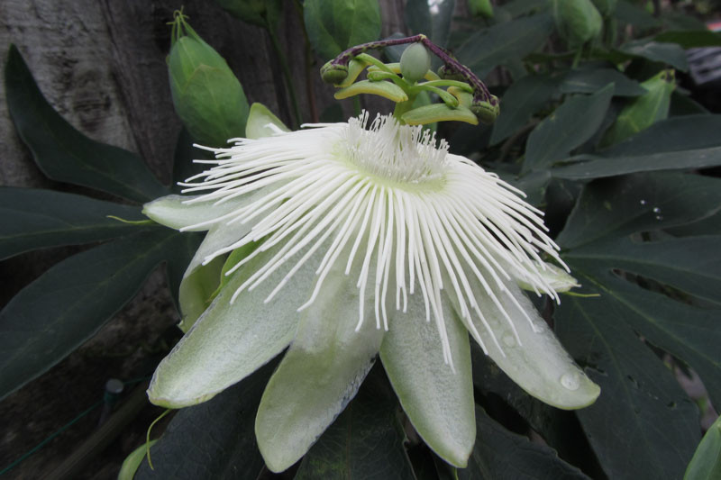 Passiflora 'Snow Queen' (Passion Flower)